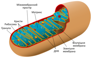 F:\26\574px-Animal_mitochondrion_diagram_uk.svg.png