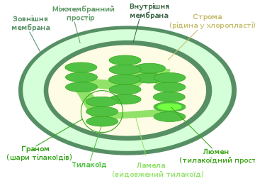 https://upload.wikimedia.org/wikipedia/commons/thumb/8/8b/Chloroplast_diagram_ua.svg/360px-Chloroplast_diagram_ua.svg.png