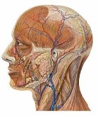 https://upload.wikimedia.org/wikipedia/commons/thumb/d/d5/Lateral_head_anatomy_detail.jpg/220px-Lateral_head_anatomy_detail.jpg