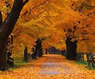 Чому восени листя на деревах жовтіє і опадає