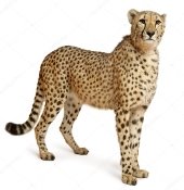 C:\Users\Оля\Desktop\depositphotos_10900642-stock-photo-cheetah-acinonyx-jubatus-18-months.jpg