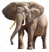 C:\Users\Оля\Desktop\depositphotos_69590801-stock-photo-african-elephant-isolated-on-white.jpg