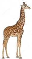 C:\Users\Оля\Desktop\depositphotos_16982509-stock-photo-somali-giraffe-commonly-known-as.jpg