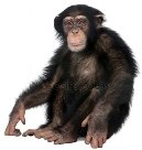 C:\Users\Оля\Desktop\depositphotos_10879130-stock-photo-young-chimpanzee-simia-troglodytes-5.jpg