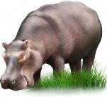 C:\Users\Оля\Desktop\depositphotos_37555291-stock-illustration-hippopotamus-on-green-grass.jpg