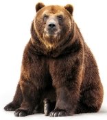C:\Users\Оля\Desktop\www.GetBg.net_2017Animals___Bears_Big_brown_bear_on_a_white_background_113115_.jpg