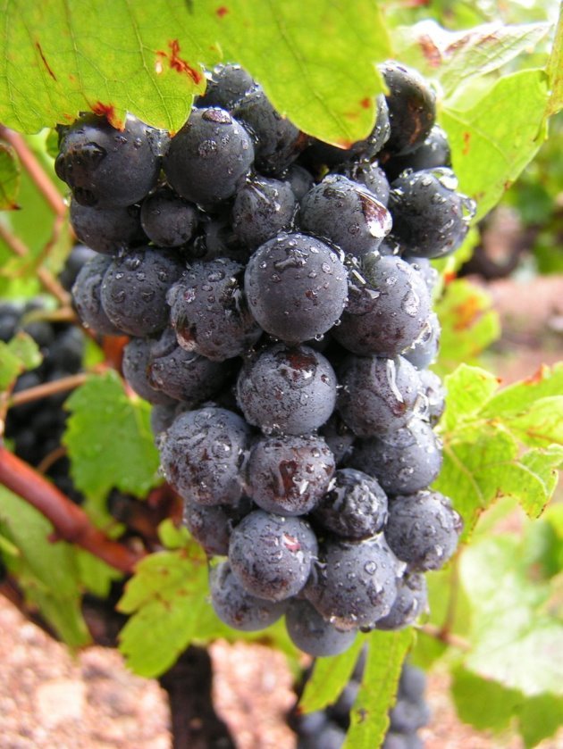 C:\Users\Танюша\Downloads\Рослини\gamay-wine-grapes-on-the-vine-1326379.jpg