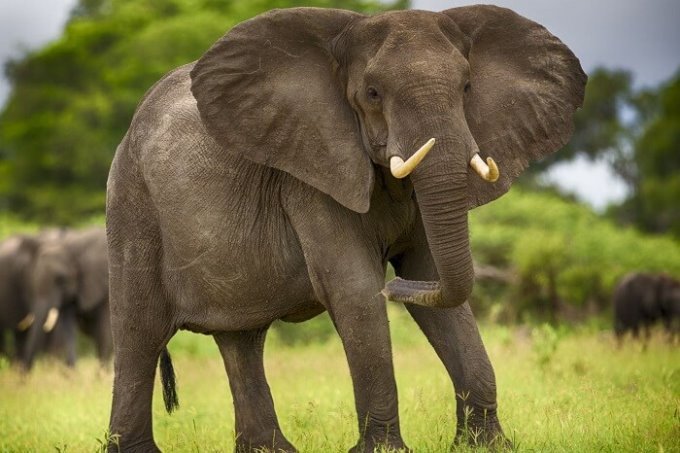 Сколько живет слон. Продолжительность жизни слонов