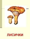 G:\фото по биологии\царства природы\грибы\їстівні гриби\їстівні гриби\0013-013-Lisichki.jpg