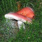 G:\фото по биологии\царства природы\грибы\їстівні гриби\їстівні гриби\syroezhka.jpg