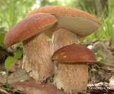 G:\фото по биологии\царства природы\грибы\їстівні гриби\їстівні гриби\1.jpg