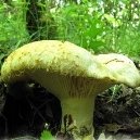 G:\фото по биологии\царства природы\грибы\їстівні гриби\їстівні гриби\gruzdi.jpg