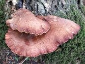 съедобные грибы, печеночный гриб