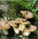 Трутовик чешуйчатый Атлас грибов