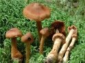 G:\фото по биологии\царства природы\грибы\отруйні гриби\павутинник найкрасивыший.jpg