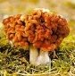 G:\фото по биологии\царства природы\грибы\отруйні гриби\строчок.jpg