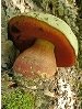 G:\фото по биологии\царства природы\грибы\отруйні гриби\сатанинський гриб.jpg