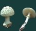 Категория:Изображения:Ядовитые грибы Крыма - Крымология