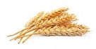 ᐈ Целую фото, фотографии целая пшеница | скачать на Depositphotos®