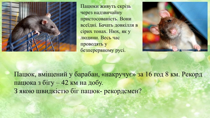 Пацюки живуть скрізь через надзвичайну пристосованість. Вони всеїдні. Бачать довкілля в сірих тонах. Нюх, як у людини. Весь час проводять у безперервному русі. Пацюк, вміщений у барабан, «накручує» за 16 год 8 км. Рекорд пацюка з бігу – 42 км на добу. З якою швидкістю біг пацюк- рекордсмен?