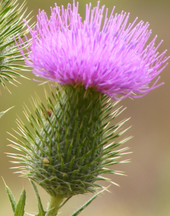http://upload.wikimedia.org/wikipedia/commons/thumb/5/55/Cirsium_vulgare_flowerhead_Anstey_Hill.PNG/170px-Cirsium_vulgare_flowerhead_Anstey_Hill.PNG