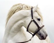 http://img.desktopwallpapers.ru/animals/pics/white_horse-1280.jpg
