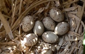 Скорлупа птичьих яиц оказалась солнцезащитным фильтром: Наука: Наука и  техника: Lenta.ru