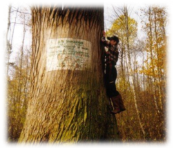 Найстаріші дерева Волині. ФОТО