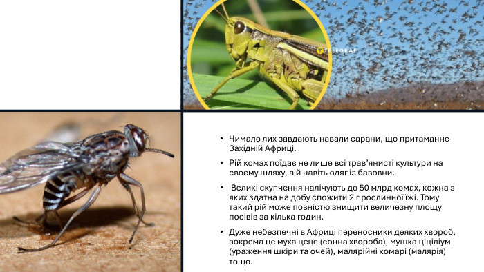 Чимало лих завдають навали сарани, що притаманне Західній Африці. Рій комах поїдає не лише всі трав’янисті культури на своєму шляху, а й навіть одяг із бавовни. Великі скупчення налічують до 50 млрд комах, кожна з яких здатна на добу спожити 2 г рослинної їжі. Тому такий рій може повністю знищити величезну площу посівів за кілька годин. Дуже небезпечні в Африці переносники деяких хвороб, зокрема це муха цеце (сонна хвороба), мушка ціціліум (ураження шкіри та очей), малярійні комарі (малярія) тощо.
