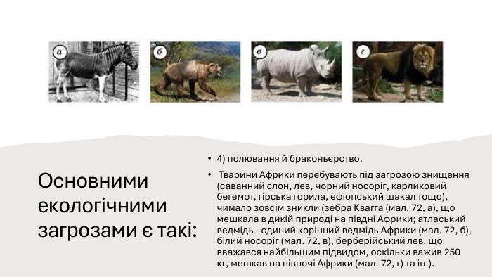 Основними екологічними загрозами є такі:4) полювання й браконьєрство. Тварини Африки перебувають під загрозою знищення (саванний слон, лев, чорний носоріг, карликовий бегемот, гірська горила, ефіопський шакал тощо), чимало зовсім зникли (зебра Квагга (мал. 72, а), що мешкала в дикій природі на півдні Африки; атласький ведмідь - єдиний корінний ведмідь Африки (мал. 72, б), білий носоріг (мал. 72, в), берберійський лев, що вважався найбільшим підвидом, оскільки важив 250 кг, мешкав на півночі Африки (мал. 72, г) та ін.).