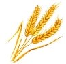 37188559-ears-of-wheat-vector-illustration-hand-drawn-painted-watercolor.jpg