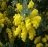 http://bigcatalogphotos.ru/photos/flowers-and-plants-photos/bobovye-photos/mimoza-photos/photo-010-mimoza-bobovye.jpg