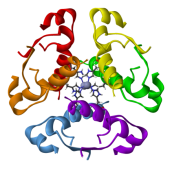 https://upload.wikimedia.org/wikipedia/commons/5/57/Human-insulin-hexamer-3D-ribbons.png