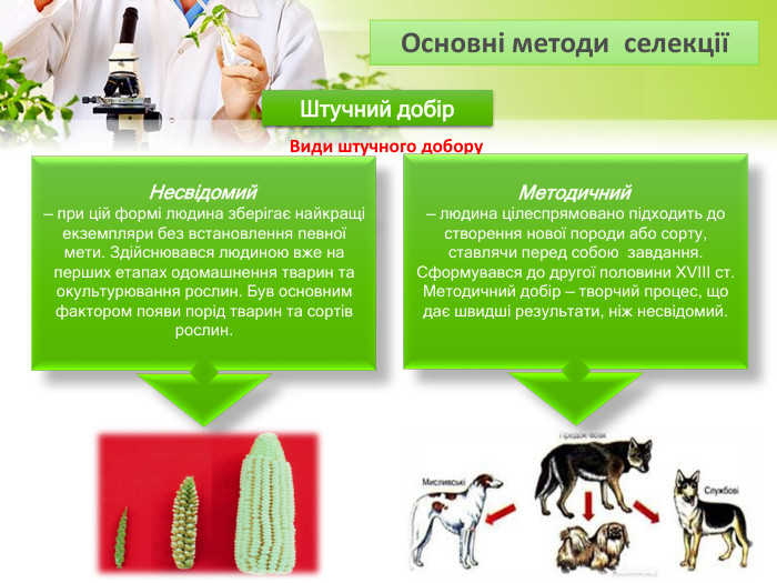 Штучний добір. Види штучного добору. Несвідомий — при цій формі людина зберігає найкращі екземпляри без встановлення певної мети. Здійснювався людиною вже на перших етапах одомашнення тварин та окультурювання рослин. Був основним фактором появи порід тварин та сортів рослин. Методичний — людина цілеспрямовано підходить до створення нової породи або сорту, ставлячи перед собою завдання. Сформувався до другої половини XVIII ст. Методичний добір — творчий процес, що дає швидші результати, ніж несвідомий. Основні методи селекції 