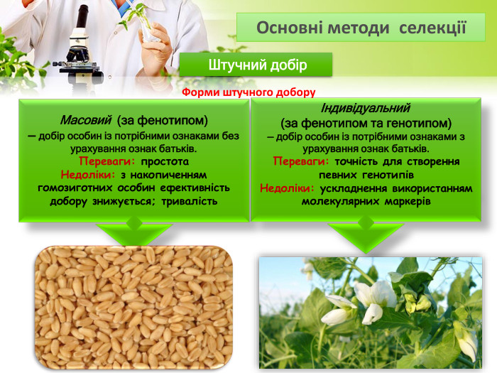  Штучний добір. Форми штучного добору. Масовий  (за фенотипом)— добір особин із потрібними ознаками без урахування ознак батьків. Переваги: простота Недоліки: з накопиченням гомозиготних особин ефективність добору знижується; тривалістьІндивідуальний  (за фенотипом та генотипом)— добір особин із потрібними ознаками з урахування ознак батьків. Переваги: точність для створення певних генотипів. Недоліки: ускладнення використанням молекулярних маркерів Основні методи селекції 