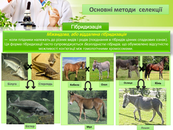  Гібридизація Міжвидова, або віддалена гібридизація— коли плідники належать до різних видів і родів (поєднання в гібридів цінних спадкових ознак). Ця форма гібридизації часто супроводжується безплідністю гібридів, що обумовлено відсутністю можливості кон'югації між гомологічними хромосомами.  Архаромеринос Мул Кобила Осел Архаромеринос Кінь Ослиця Лошак Білуга Стерлядь Бістер Основні методи селекції 