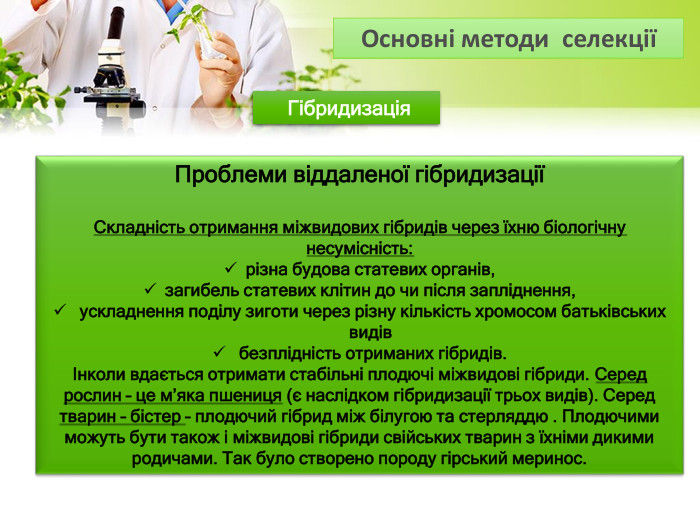  Гібридизація Проблеми віддаленої гібридизаціїСкладність отримання міжвидових гібридів через їхню біологічну несумісність:різна будова статевих органів,загибель статевих клітин до чи після запліднення, ускладнення поділу зиготи через різну кількість хромосом батьківських видів безплідність отриманих гібридів. Інколи вдається отримати стабільні плодючі міжвидові гібриди. Серед рослин – це м’яка пшениця (є наслідком гібридизації трьох видів). Серед тварин – бістер – плодючий гібрид між білугою та стерляддю . Плодючими можуть бути також і міжвидові гібриди свійських тварин з їхніми дикими родичами. Так було створено породу гірський меринос. Основні методи селекції 