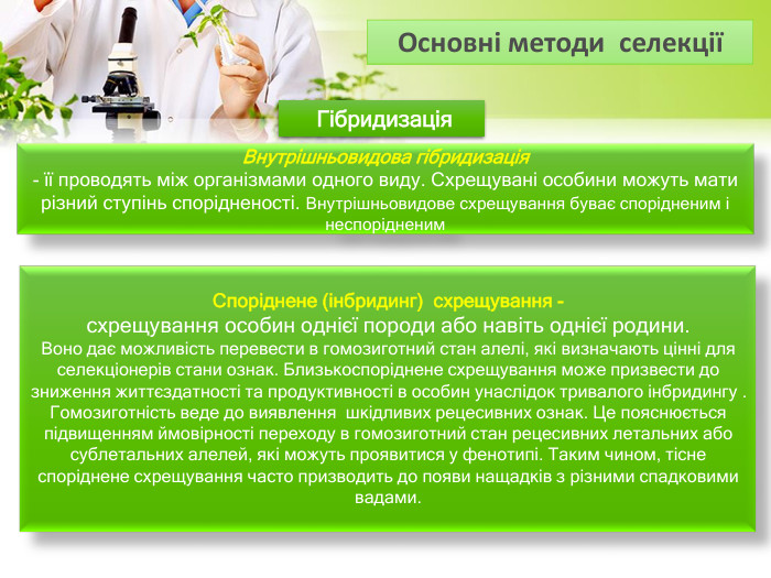  Гібридизація Внутрішньовидова гібридизація - її проводять між організмами одного виду. Схрещувані особини можуть мати різний ступінь спорідненості. Внутрішньовидове схрещування буває спорідненим і неспорідненим Споріднене (інбридинг) схрещування -схрещування особин однієї породи або навіть однієї родини. Воно дає можливість перевести в гомозиготний стан алелі, які визначають цінні для селекціонерів стани ознак. Близькоспоріднене схрещування може призвести до зниження життєздатності та продуктивності в особин унаслідок тривалого інбридингу . Гомозиготність веде до виявлення шкідливих рецесивних ознак. Це пояснюється підвищенням ймовірності переходу в гомозиготний стан рецесивних летальних або сублетальних алелей, які можуть проявитися у фенотипі. Таким чином, тісне споріднене схрещування часто призводить до появи нащадків з різними спадковими вадами. Основні методи селекції 