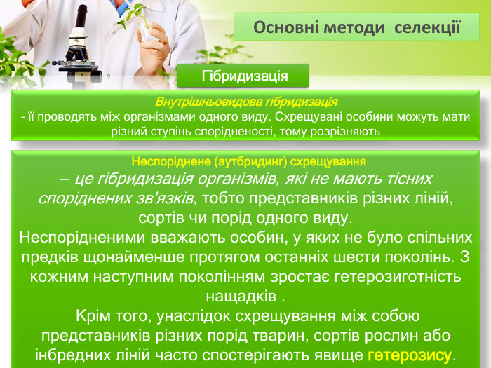  Гібридизація Внутрішньовидова гібридизація - її проводять між організмами одного виду. Схрещувані особини можуть мати різний ступінь спорідненості, тому розрізняють Неспоріднене (аутбридинг) схрещування — це гібридизація організмів, які не мають тісних споріднених зв'язків, тобто представників різних ліній, сортів чи порід одного виду. Неспорідненими вважають особин, у яких не було спільних предків щонайменше протягом останніх шести поколінь. З кожним наступним поколінням зростає гетерозиготність нащадків . Крім того, унаслідок схрещування між собою представників різних порід тварин, сортів рослин або інбредних ліній часто спостерігають явище гетерозису. Основні методи селекції 