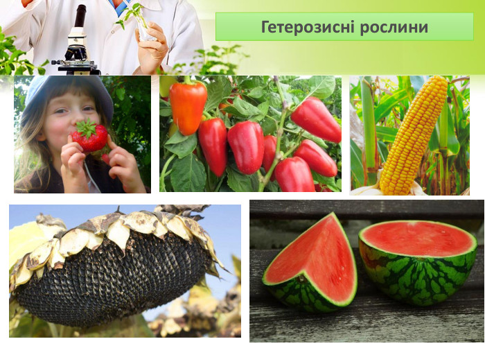 Гетерозисні рослини 