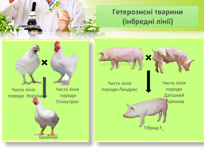 Чиста лінія породи Плімутрок. Чиста лінія породи Корніш Бройлер Чиста лінія породи Ландрас Чиста лінія породи. Датський Йоркшир Гібрид F1 Гетерозисні тварини (інбредні лінії) 