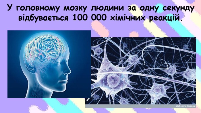 У головному мозку людини за одну секунду відбувається 100 000 хімічних реакцій.