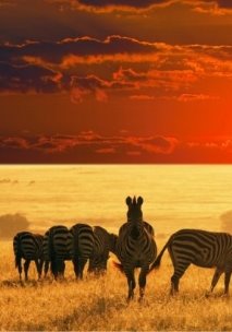 Zebras-At-Sunset-In-Savannah-Africa-1920x1200-840x410.jpg