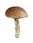 http://dasha46.narod.ru/Encyclopedic_Knowledge/Biology/Mushrooms/Brown_cap_boletus2.jpg