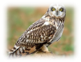 http://www.symbolsbook.ru/images/S/Owl.jpg