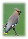 http://www.naturephoto-cz.com/photos/birds/%D0%9E%D0%BC%D0%B5%D0%BB%D1%8E%D1%85-%D0%B7%D0%B2%D0%B8%D1%87%D0%B0%D0%B9%D0%BD%D0%B8%D0%B9-125786.jpg