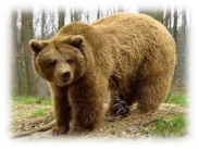 http://www.huntingukraine.com/images/stories/tvaryny/bear/buryy_vedmid.jpg