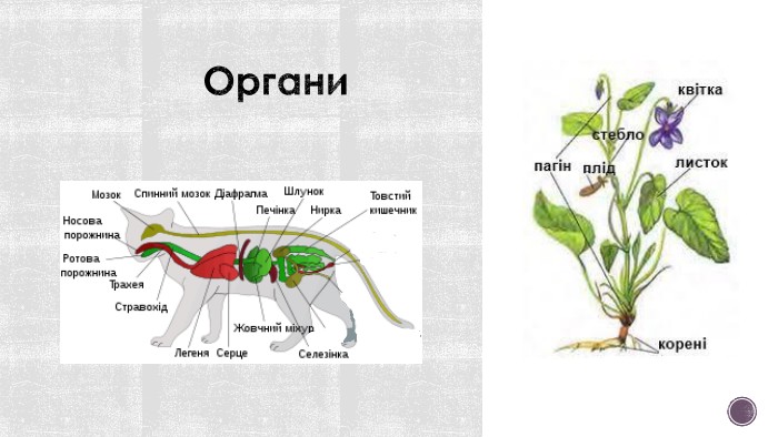 Органи 