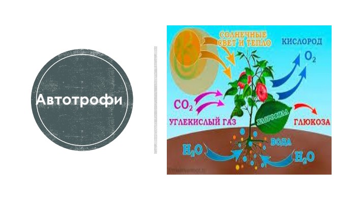 Автотрофи 