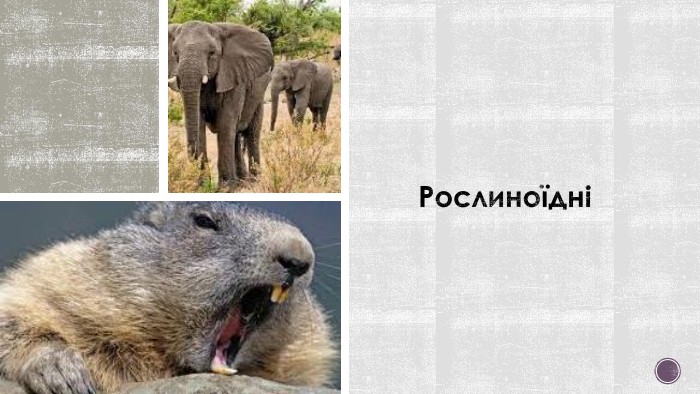 Рослиноїдні 